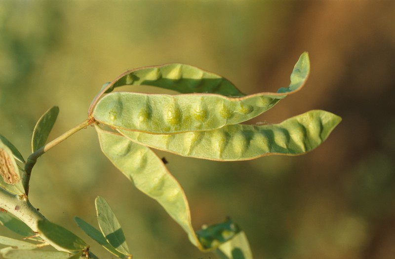 Acacia synchronicia