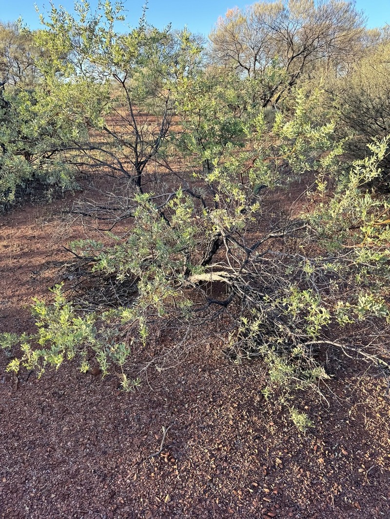 Acacia synchronicia photo 3