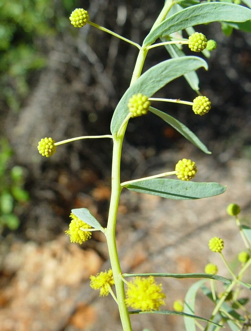 Acacia synchronicia photo 4