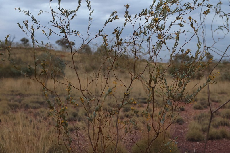 Acacia synchronicia photo 5