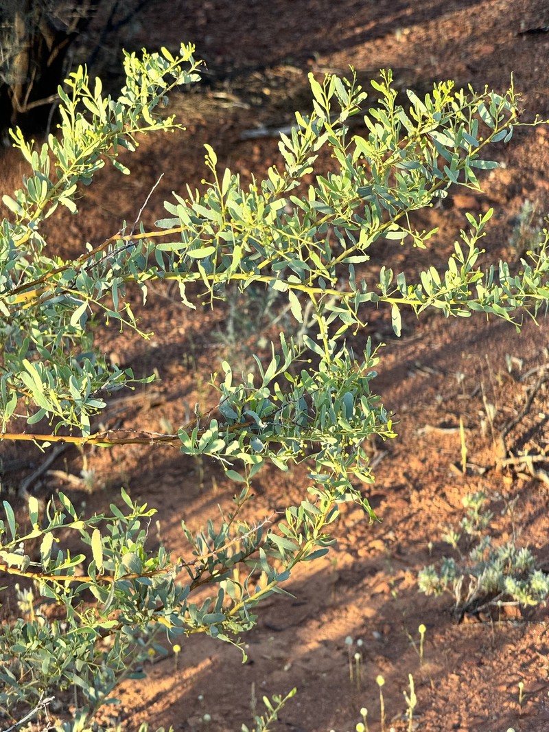 Acacia synchronicia photo 6