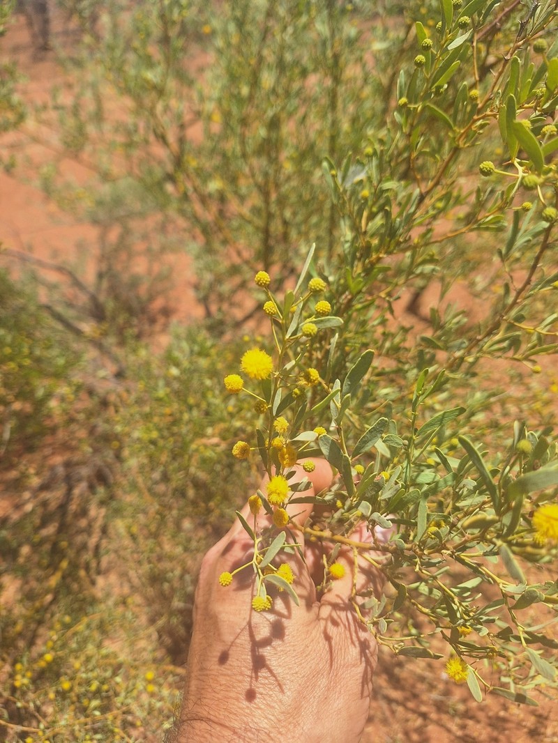 Acacia synchronicia photo 7