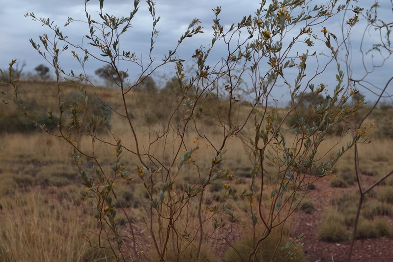 Acacia synchronicia photo 8
