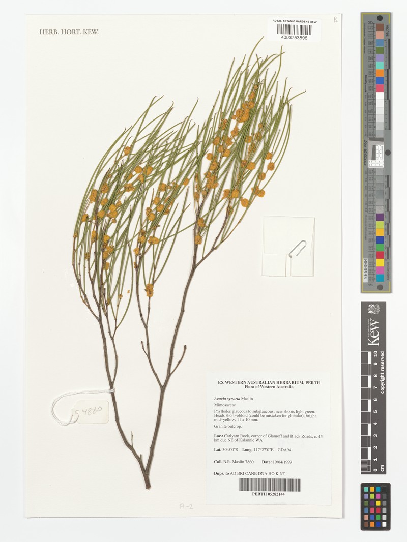 Acacia synoria