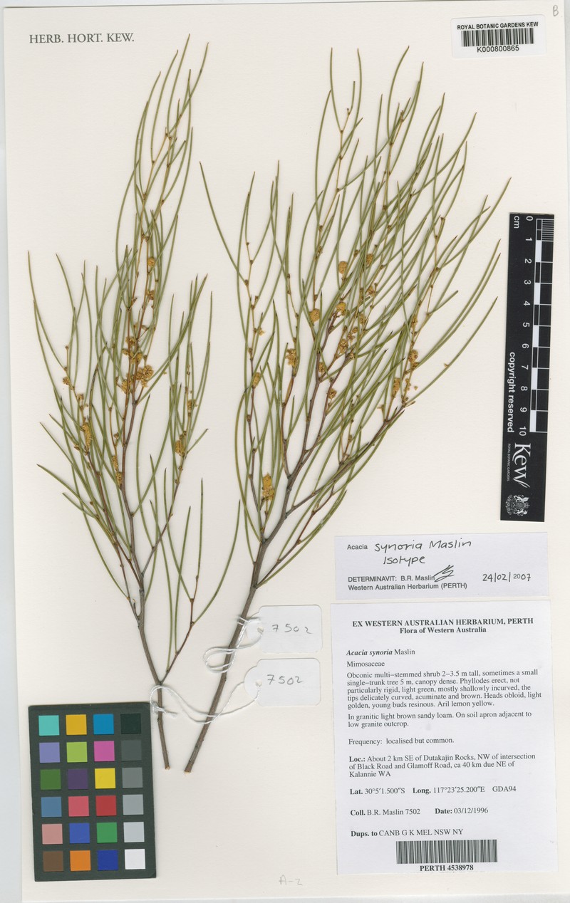 Acacia synoria photo 2