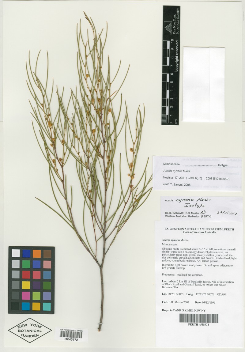 Acacia synoria photo 3