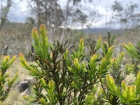 Acacia tabula