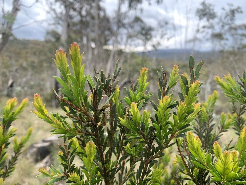 Acacia tabula