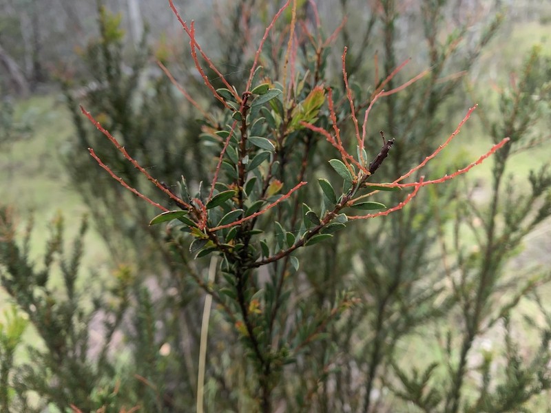 Acacia tabula photo 2