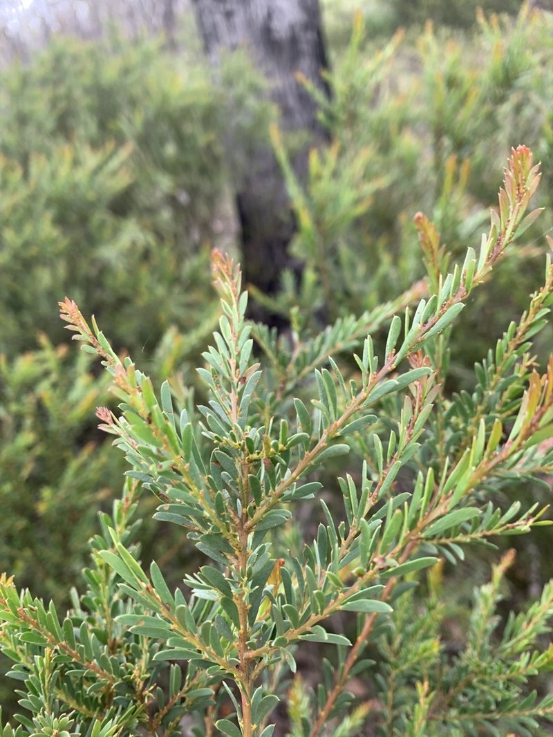 Acacia tabula photo 3
