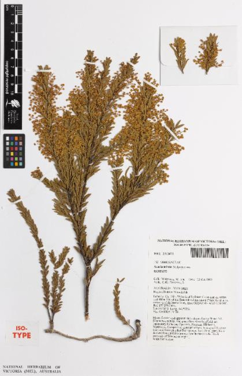 Acacia tabula photo 8