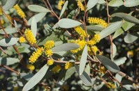 Acacia tarculensis