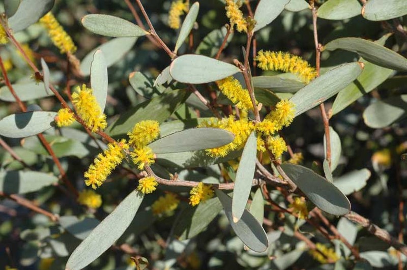 Acacia tarculensis