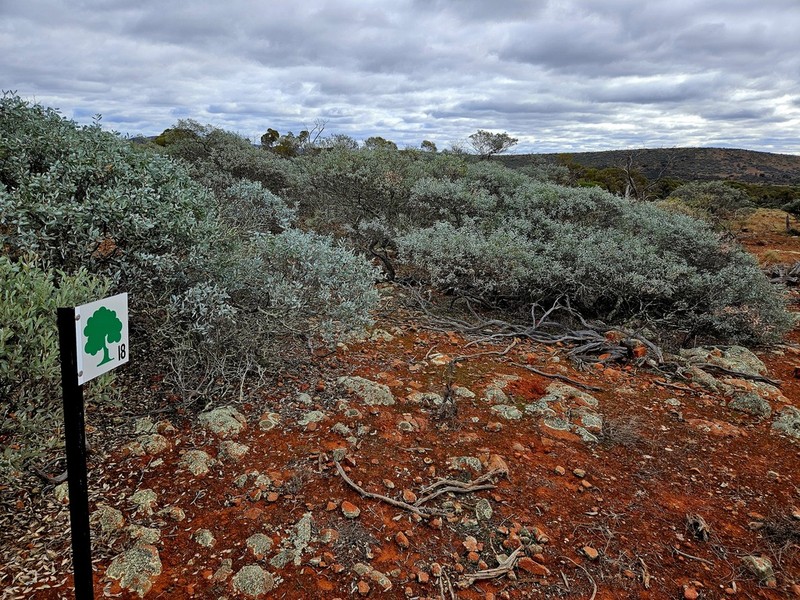 Acacia tarculensis photo 2