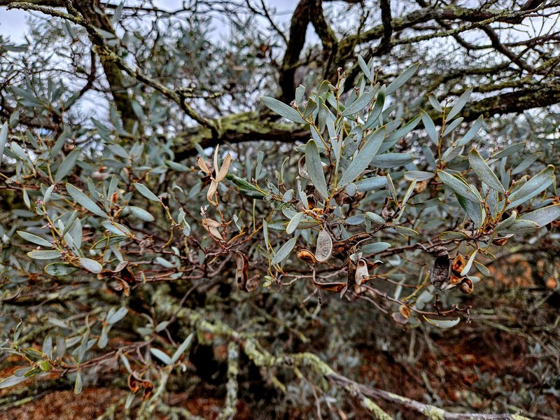 Acacia tarculensis photo 3