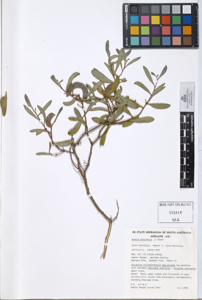 Acacia tarculensis photo 4