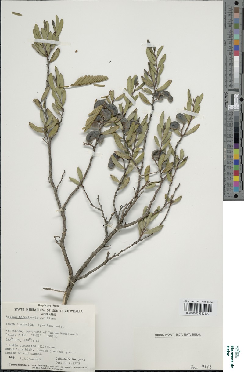 Acacia tarculensis photo 5