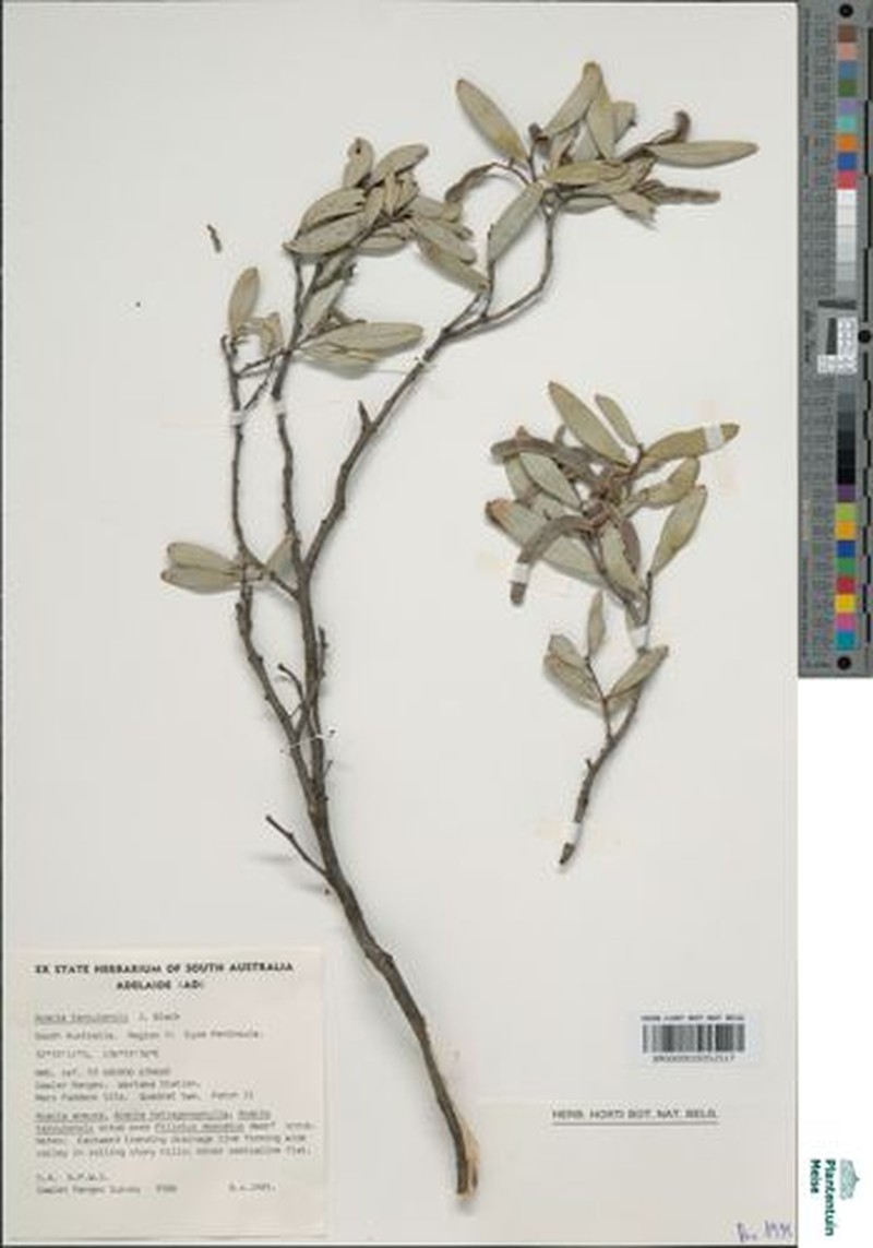 Acacia tarculensis photo 6