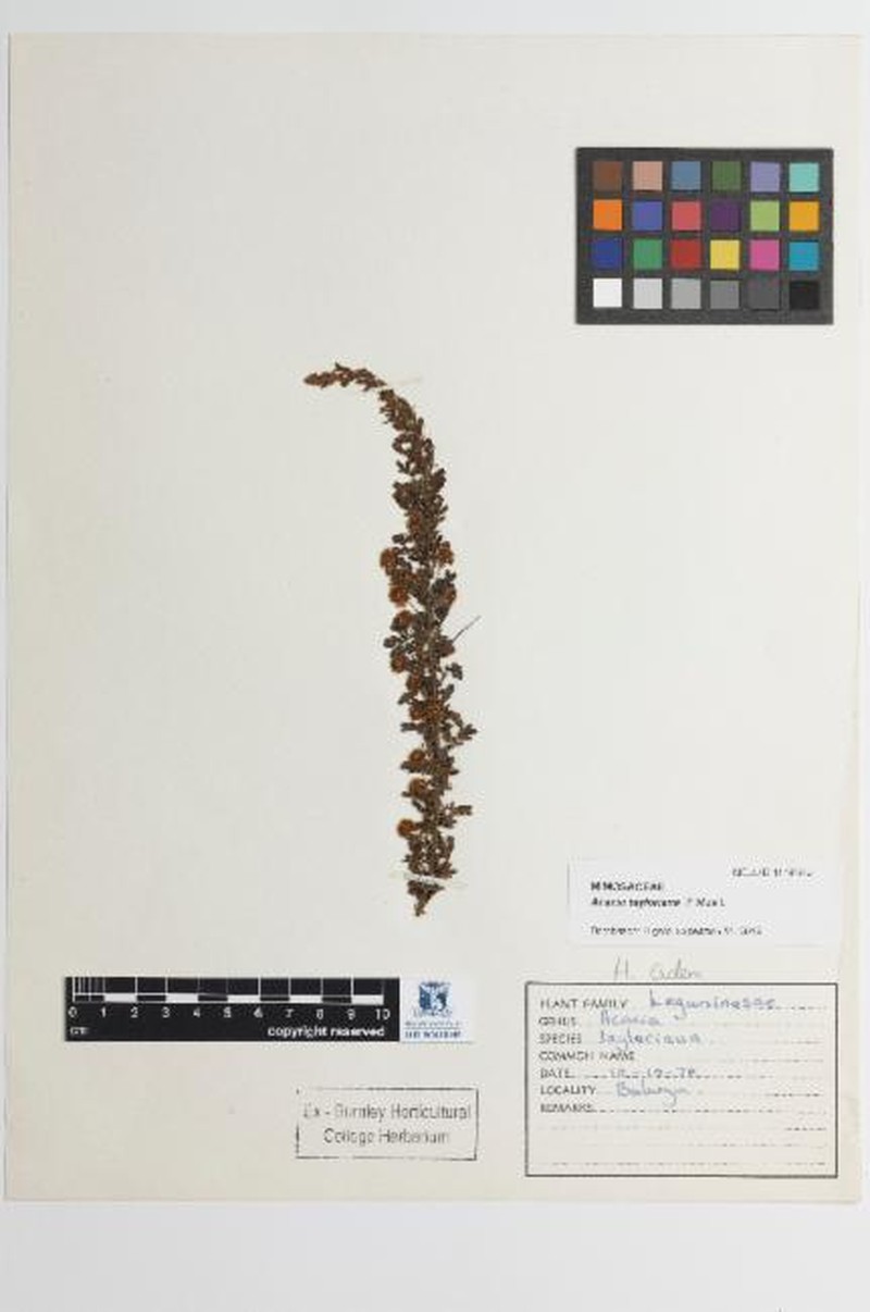 Acacia tayloriana photo 2