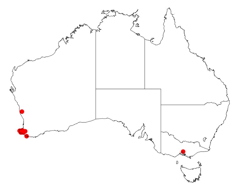 Acacia tayloriana