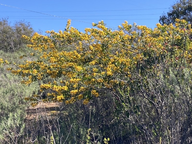 Acacia telmica photo 2