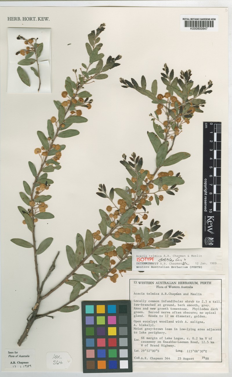 Acacia telmica photo 3