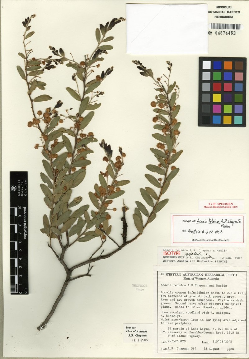 Acacia telmica photo 4