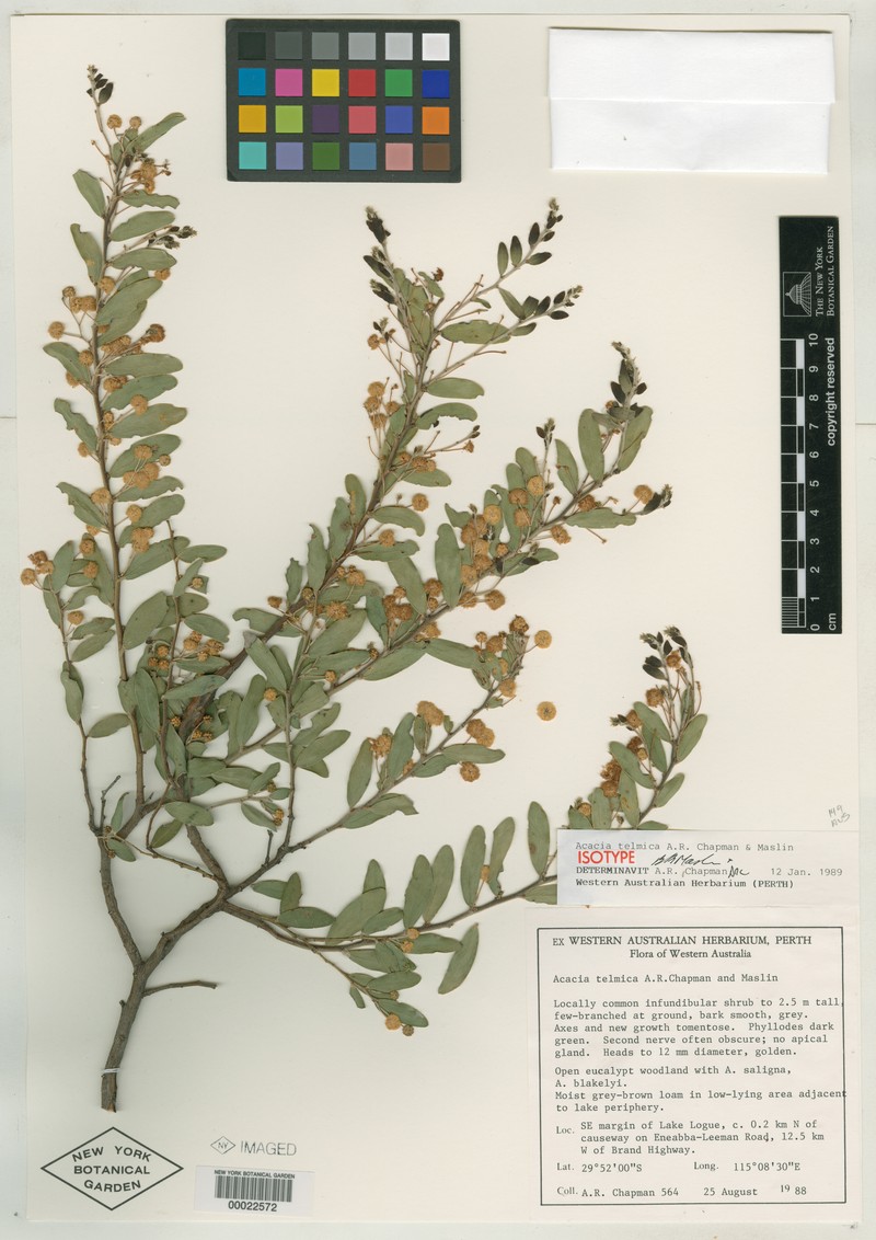 Acacia telmica photo 5