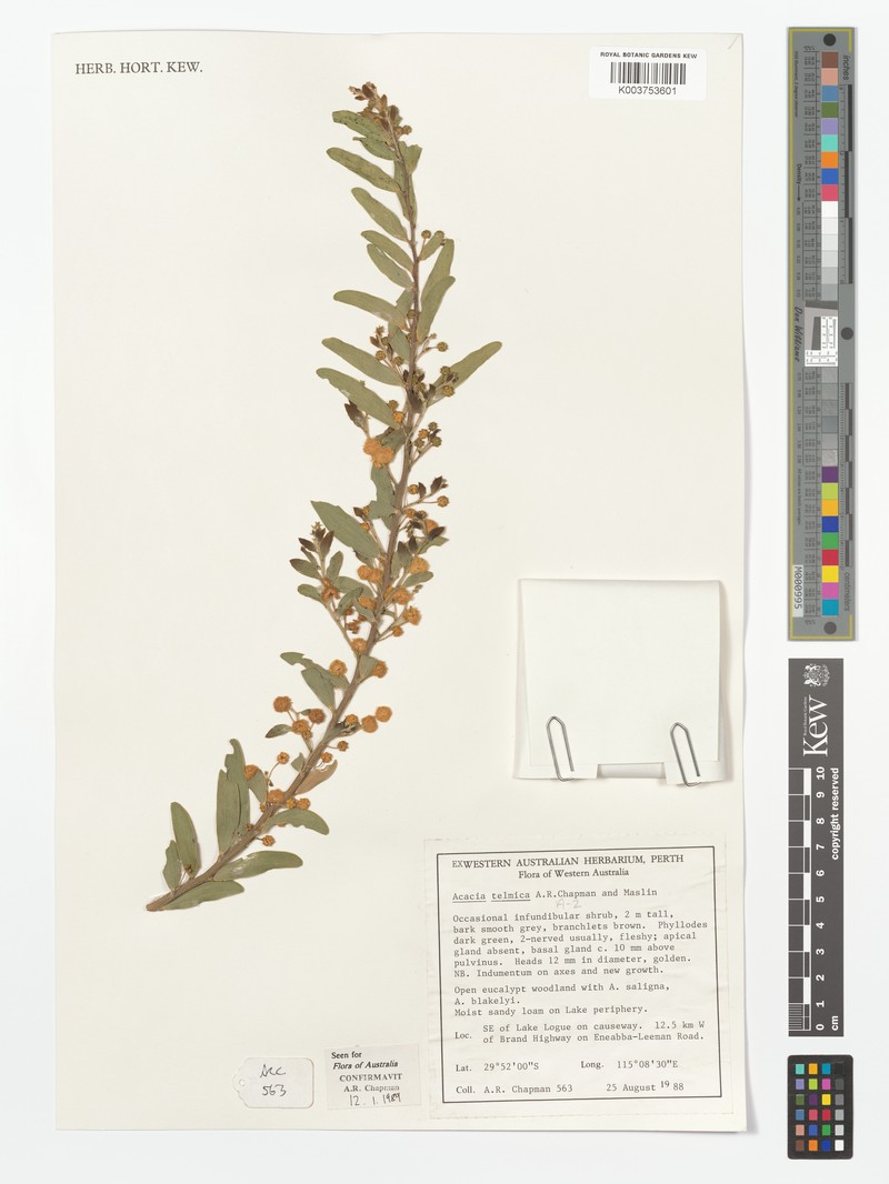 Acacia telmica photo 6