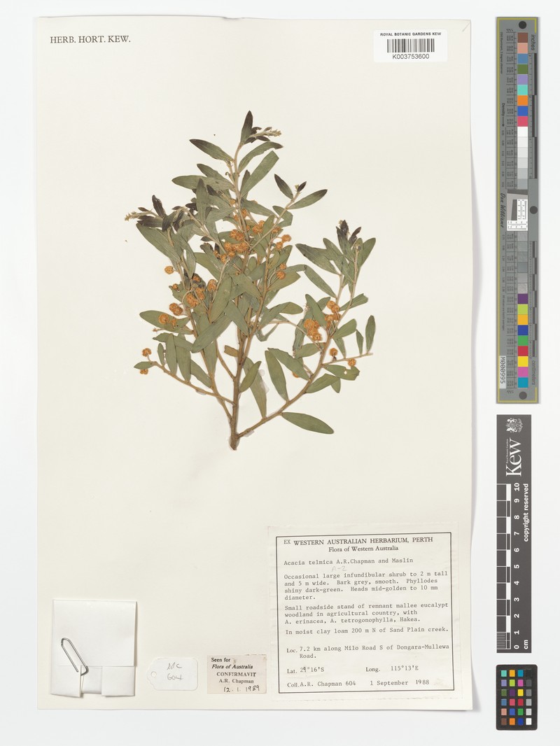 Acacia telmica photo 7