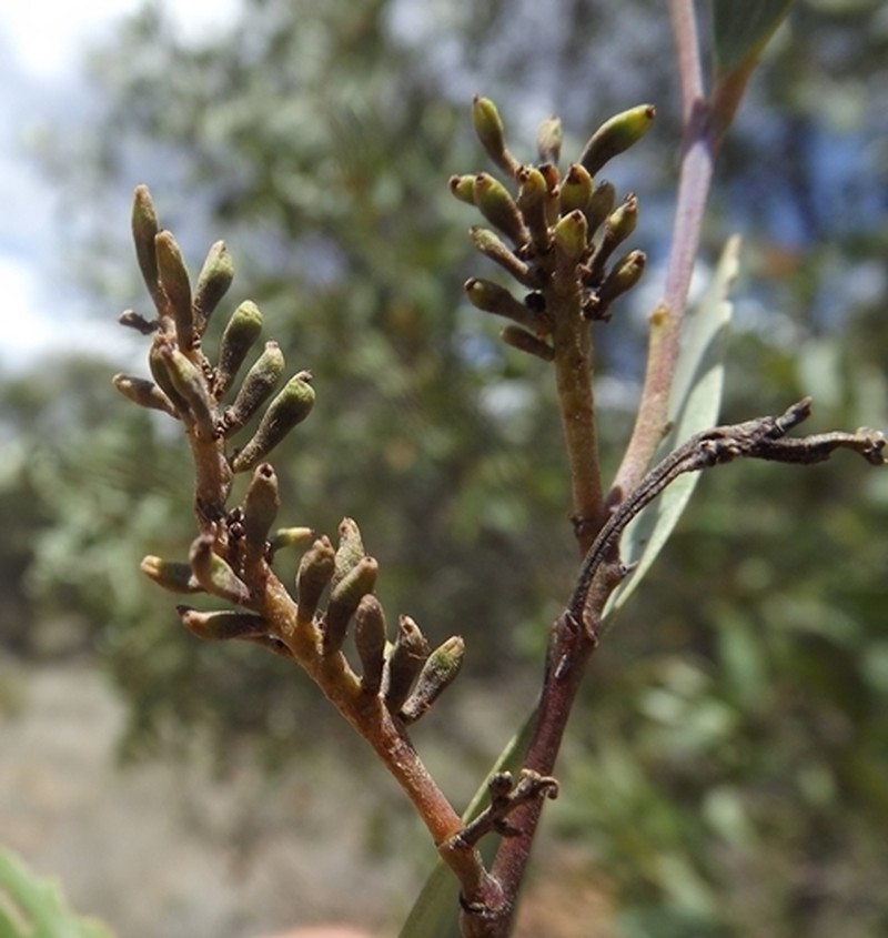 Acacia tenuinervis photo 3