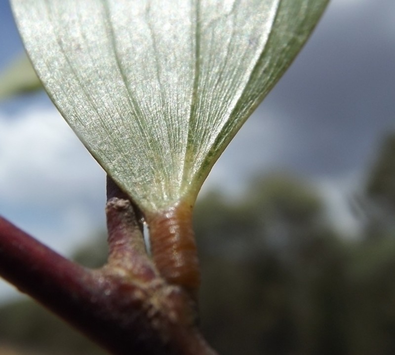 Acacia tenuinervis photo 4