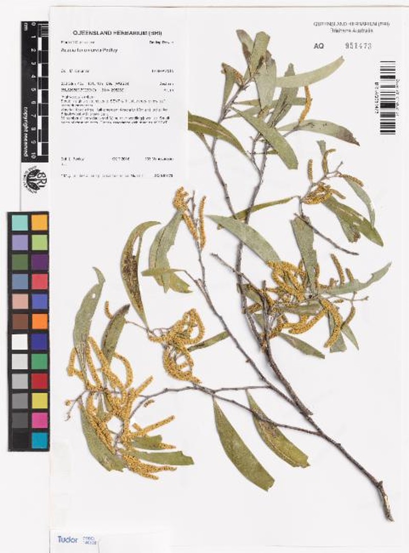Acacia tenuinervis photo 5