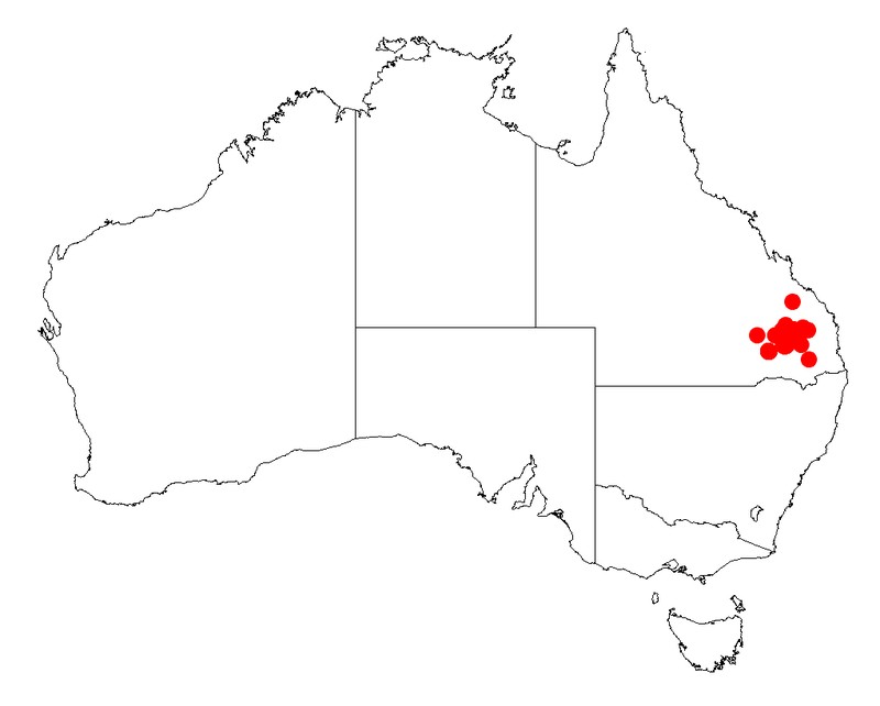 Acacia tenuinervis
