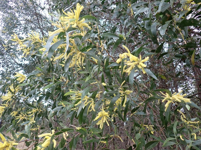 Acacia tenuinervis photo 3