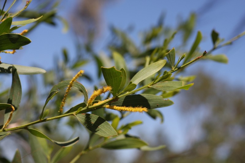Acacia tenuispica photo 2