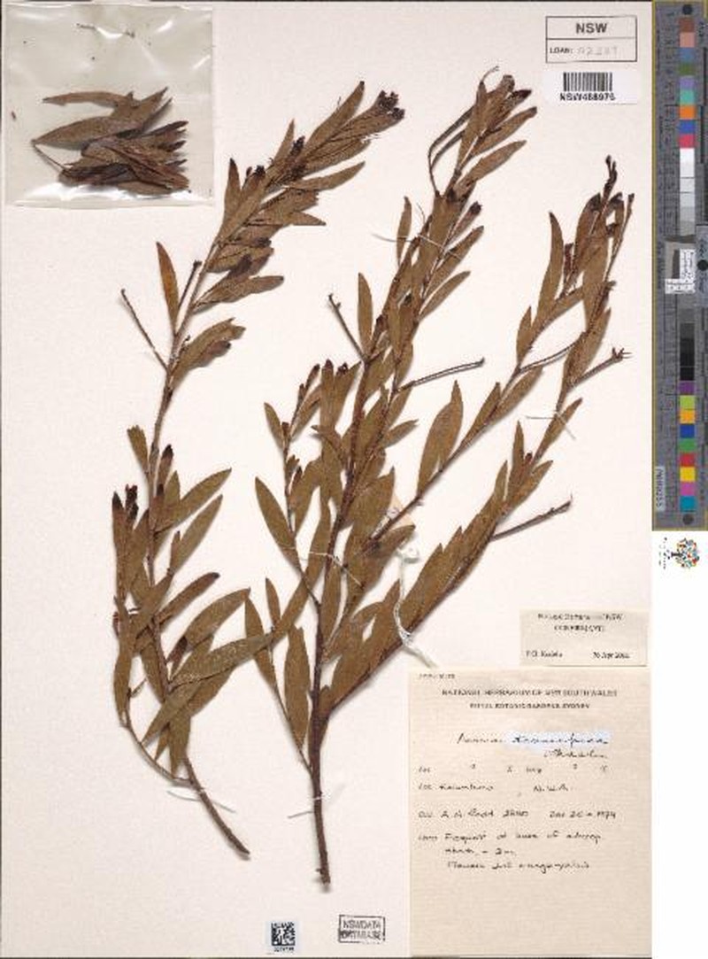 Acacia tenuispica photo 3