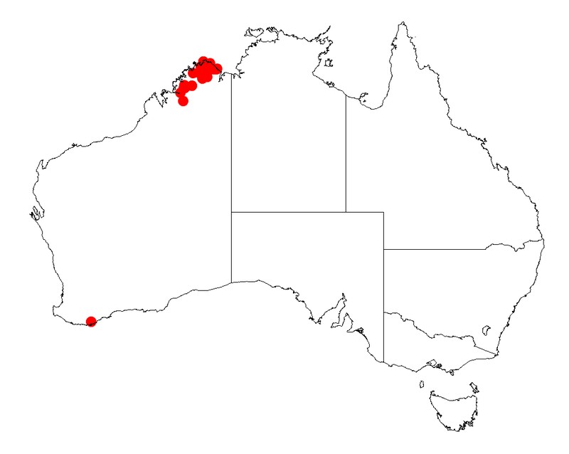 Acacia tenuispica