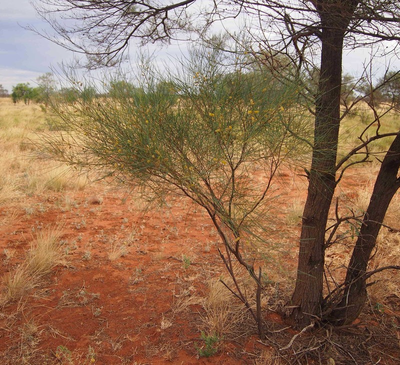 Acacia tenuissima