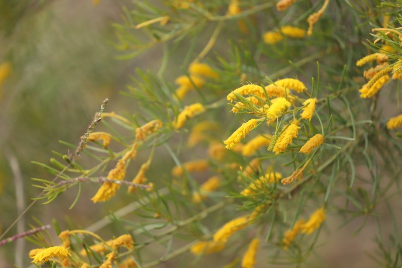 Acacia tenuissima photo 2