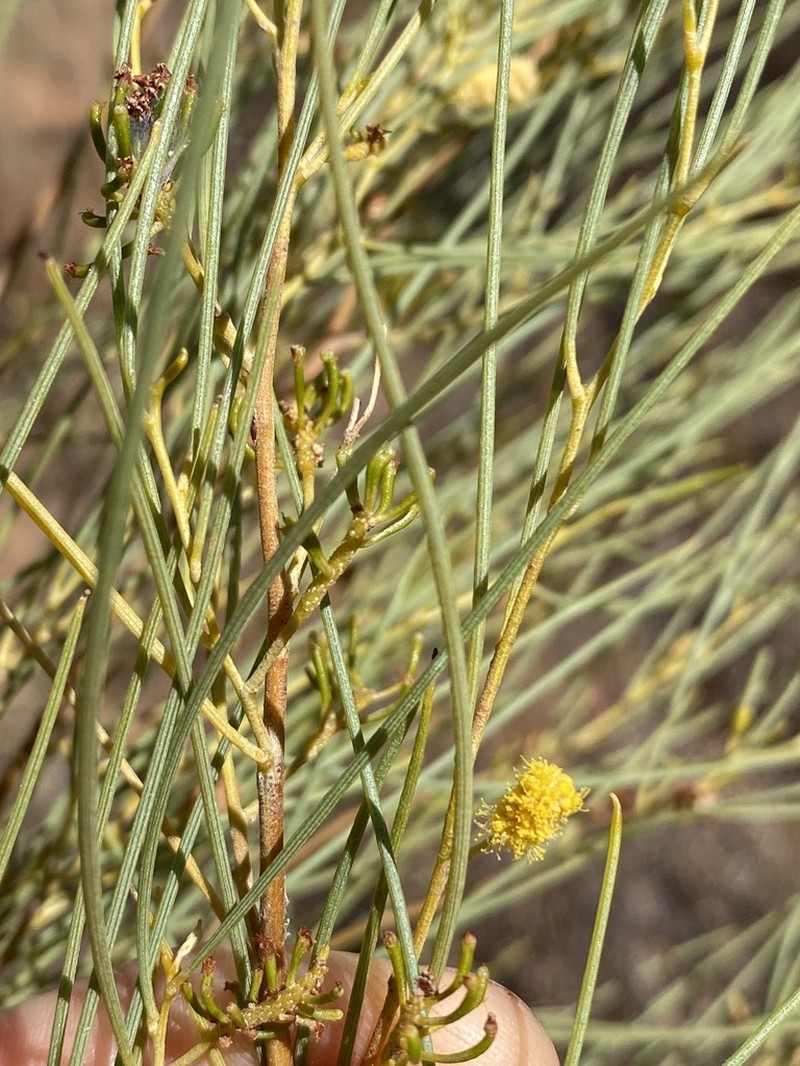 Acacia tenuissima photo 3
