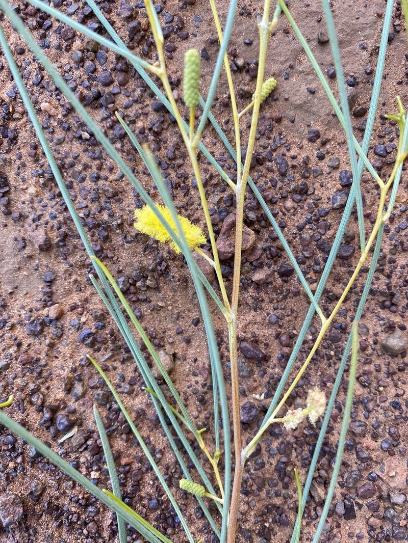 Acacia tenuissima photo 4
