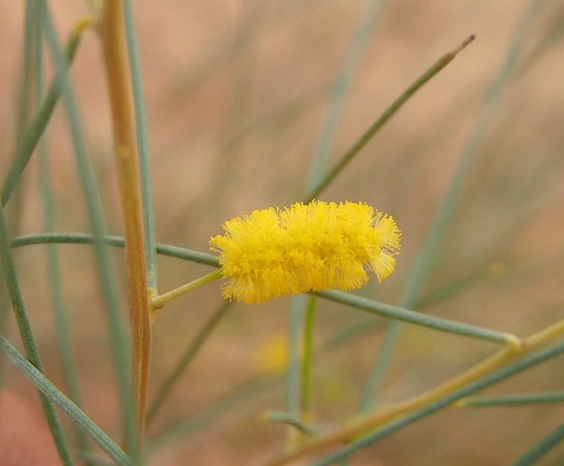 Acacia tenuissima photo 5