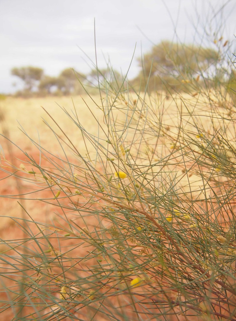 Acacia tenuissima photo 6