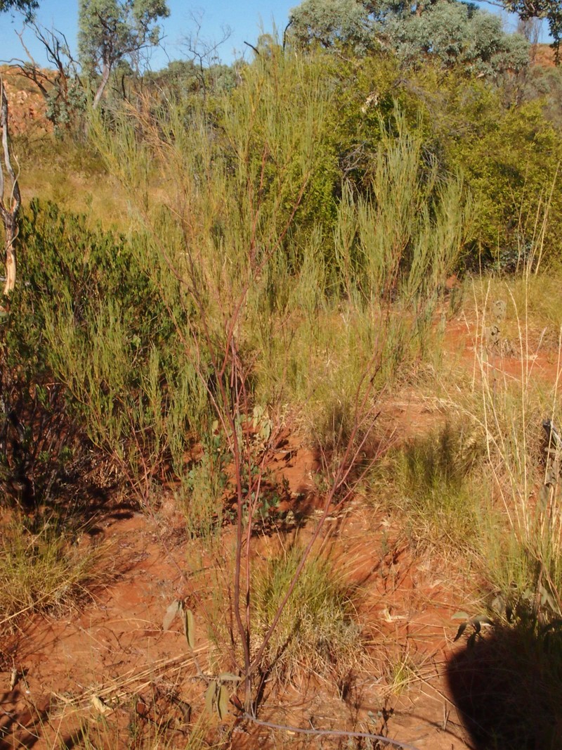 Acacia tenuissima photo 7