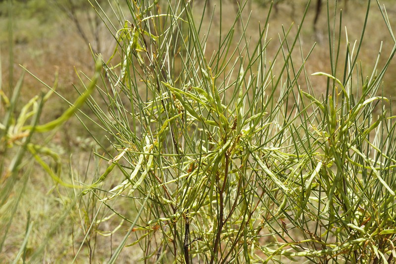 Acacia tenuissima photo 8