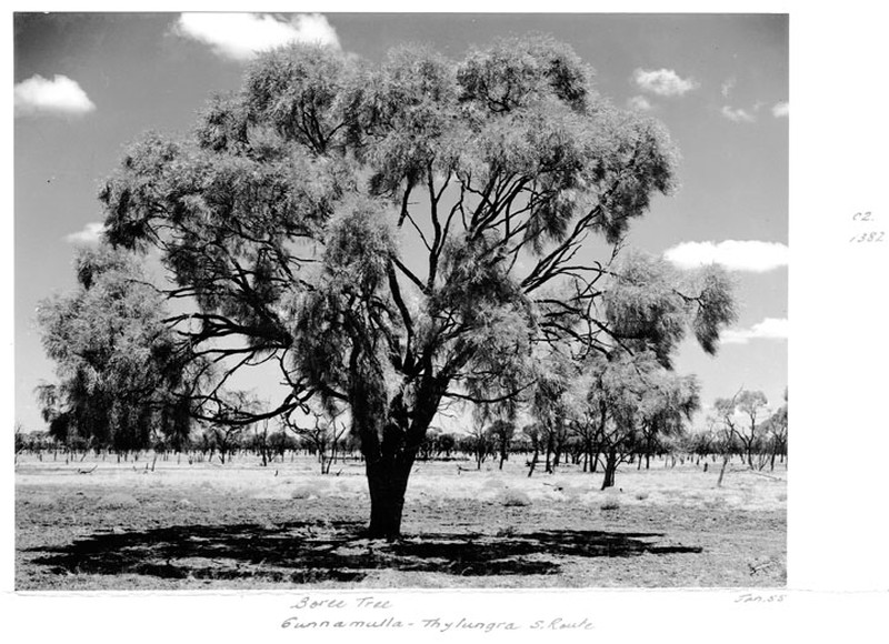 Acacia tephrina