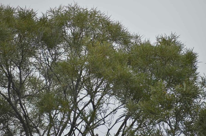 Acacia tephrina photo 2