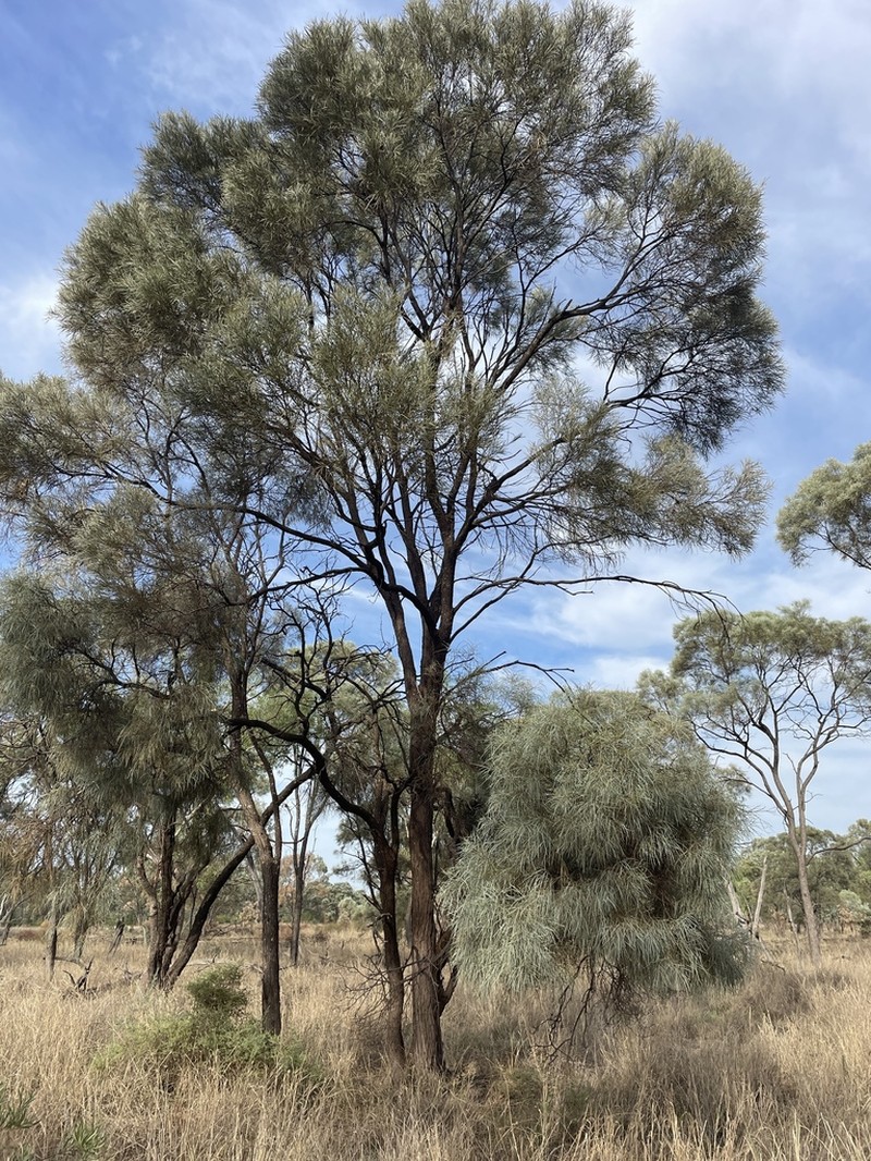 Acacia tephrina photo 3