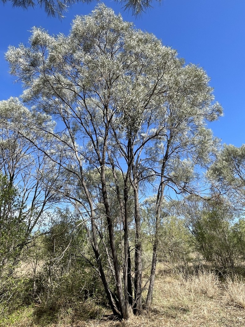 Acacia tephrina photo 4